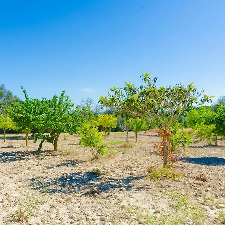 Aresta Den Rumbet Llucmajor (Mallorca)